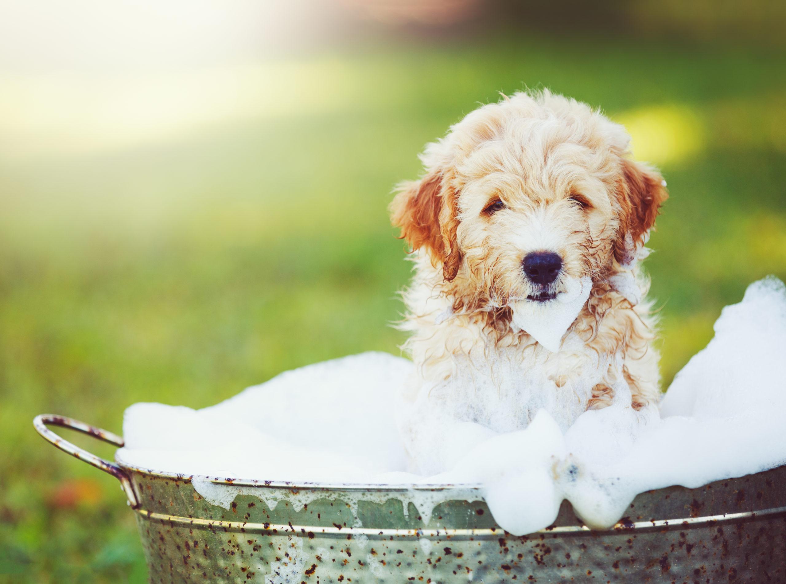 Adorable Cute Puppy. Golden Retriever Puppy taking a Bubble Bath
