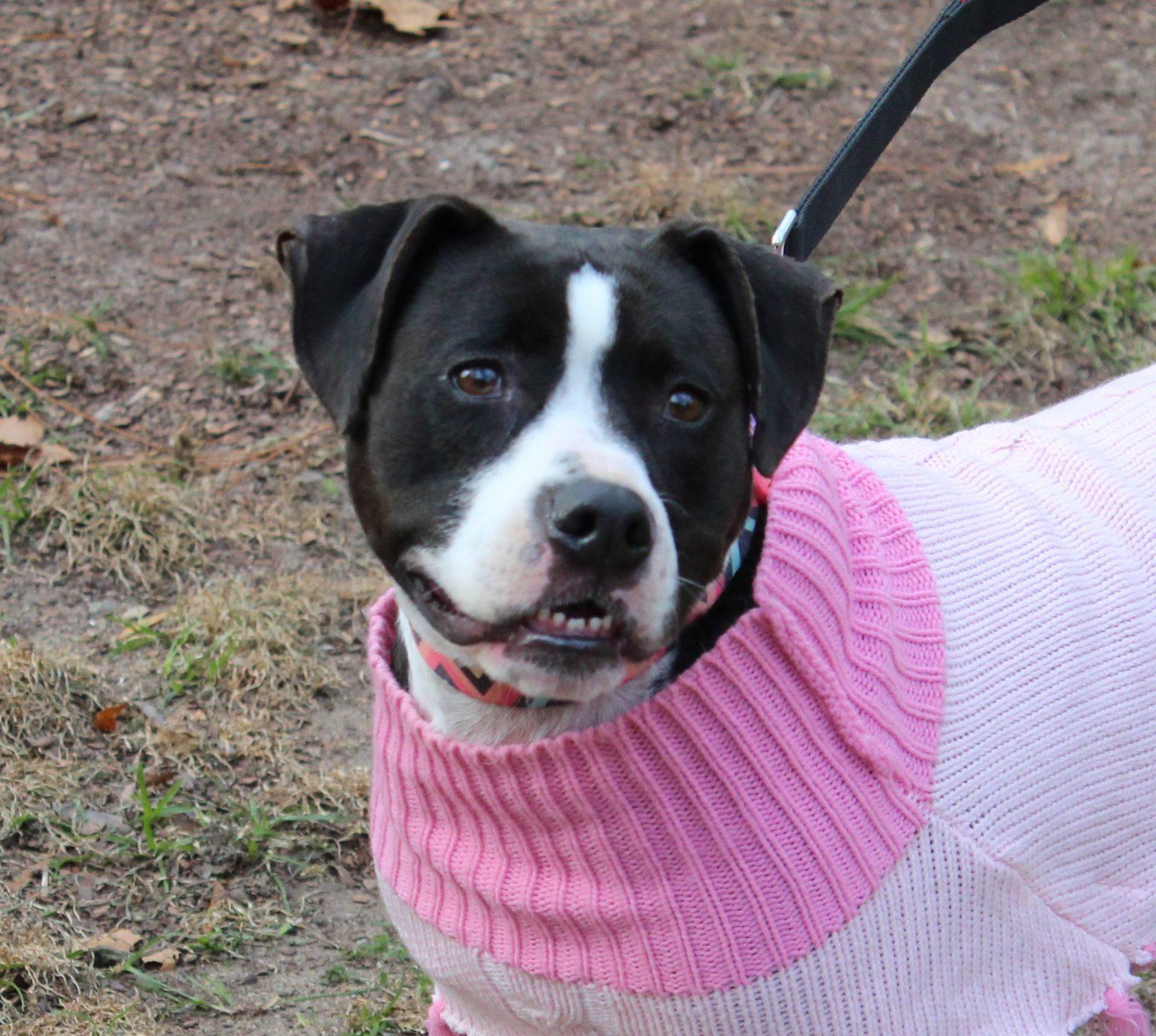 It Takes A Village Rescue Rescue Your Rescue