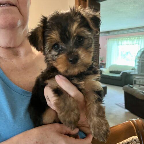 Cassie It Takes A Village Rescue