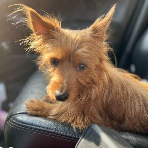 Lucy It Takes A Village Rescue