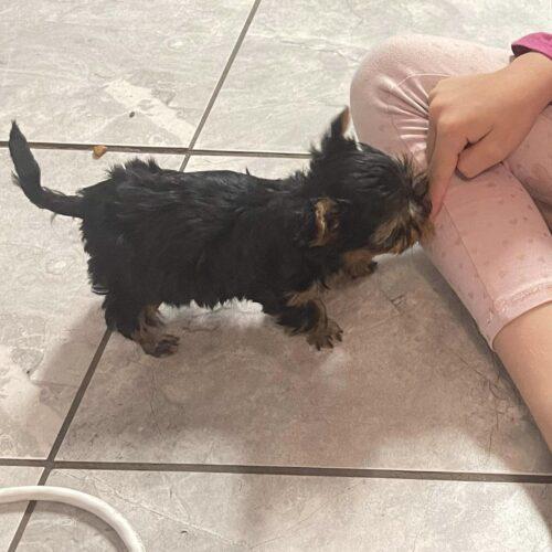 Winnie It Takes A Village Rescue