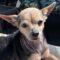 Penny (wound dog CCAC)