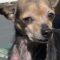Penny (wound dog CCAC)