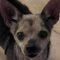 Penny (wound dog CCAC)