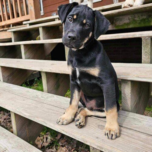 Time It Takes A Village Rescue