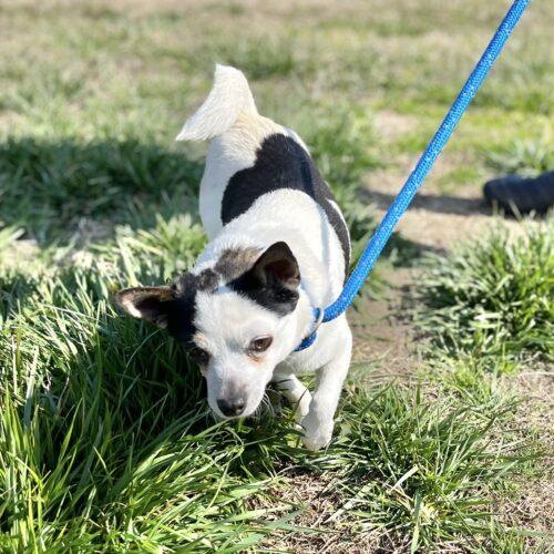 Buddy It Takes A Village Rescue