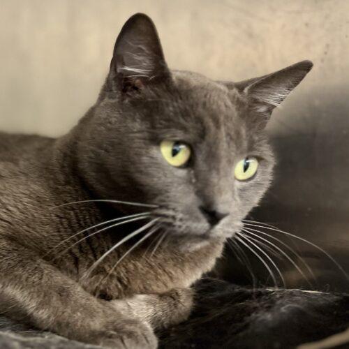 Silke It Takes A Village Rescue