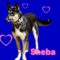 Sheba