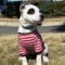 Peppermint Patty