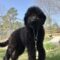 Lil Bear