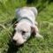 Evie
