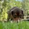 Roxie