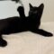 Bagheera