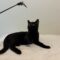 Bagheera