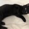Bagheera
