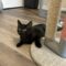 Bagheera