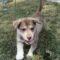 Toby