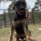 Koda
