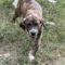Cassius