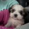 Gizmo
