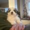 Gizmo