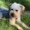Mr Wiggles