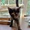 Mavis