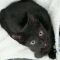Toothless