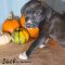 Jack O Lantern