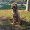 Mable