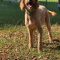 Mable